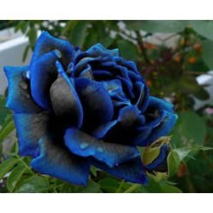 a blue rose with water droplets on it