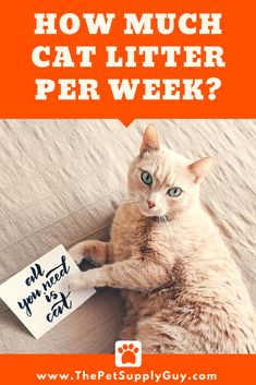 a cat sitting on top of a bed holding a sign with the words how much cat litter per week?