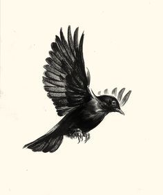 a black and white photo of a bird flying