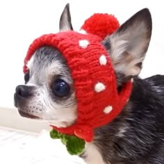 a small dog wearing a red hat with white polka dots