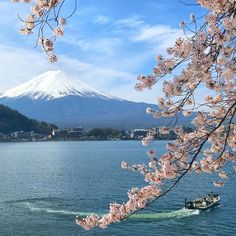 a boat is in the water near some cherry blossom trees and a snow capped mountain