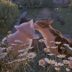 two cats are kissing in the middle of some daisies and grass with lights shining on them