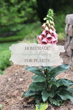 a sign that is in the dirt with some flowers on it's head and says, homemade herb therapy for plants