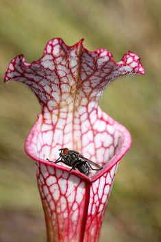 a fly sitting on top of a flower in the middle of it's bloom