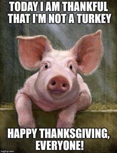 a pig that is sitting down with the caption today i am thanksgiving that i'm not a turkey happy thanksgiving everyone