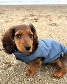 a brown and black dog wearing a blue coat on the beach with its head turned to the side