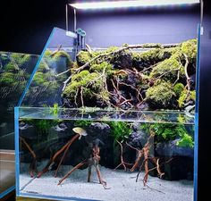 an aquarium filled with plants and rocks