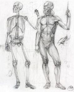 Skeleton Anatomy, Male Figure Drawing, Academic Drawing, Human Figures, Human Anatomy Drawing, Human Figure Drawing, Academic Art, Human Anatomy Art, Anatomy Sketches