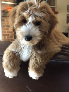 a brown and white dog sitting on top of a couch