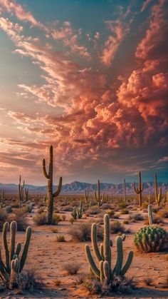 a desert scene with cactus trees and pink clouds