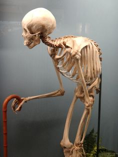 a skeleton is standing on its hind legs in front of a glass case with plants