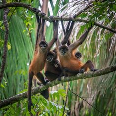 three monkeys sitting on top of a tree branch