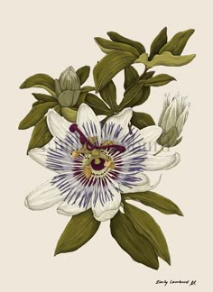 an illustration of a flower with green leaves on the top and white flowers on the bottom