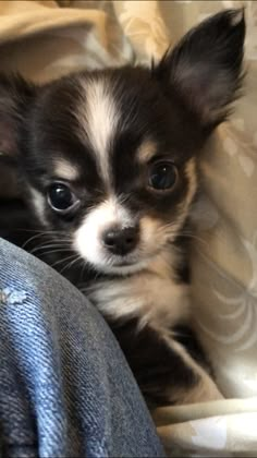 a small black and white dog sitting on top of a person's leg in front of a blanket