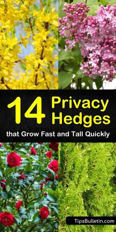 14 Privacy Hedges that Grow Fast and Tall Quickly Hedges Landscaping, Privacy Hedges, Garden Hedges, Privacy Hedge