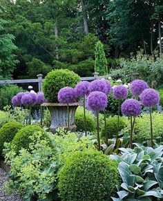 purple flowers are in the middle of a garden