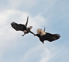 two bald eagles are flying in the sky