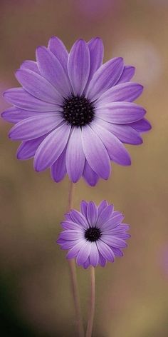 two purple flowers are in front of a blurry background