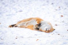 a small orange and white animal laying in the snow