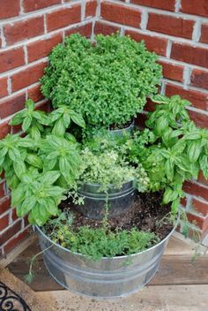 three metal buckets filled with different types of plants and herbs sitting in front of a brick wall