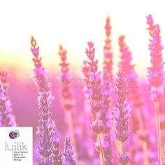 purple flowers are in the foreground with a pink sky behind them and an image of lavenders is in the background