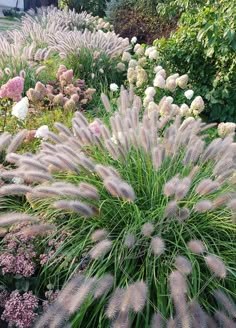 some very pretty flowers and plants in a garden