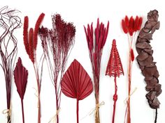 various types of dried flowers and stems on a white background, arranged in a row