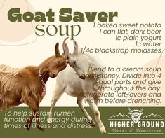 Goat Structures, Goat Knowledge, Goat Enrichment Ideas, Goats Playground, Goat Enrichment, Goat Tips, Goat Pasture, Goat Supplies, Goat Soup