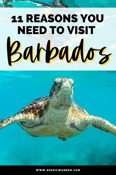 Barbados travel guide 11 reasons to visit barbados Travel Nursery, Central America Travel, Koh Tao, South America Travel