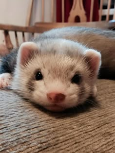 a small ferret laying on top of a bed