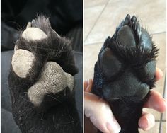 two pictures of the same animal's claws and paws