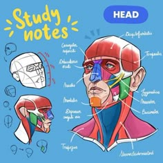 the head and neck are labeled in different colors