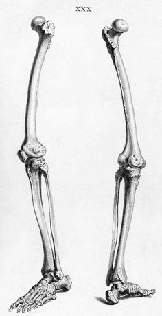 two bones are shown side by side in this drawing from the late 19th century,