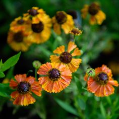 several orange and yellow flowers with green leaves