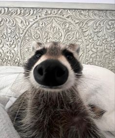 a close up of a raccoon laying on top of a bed next to a wall