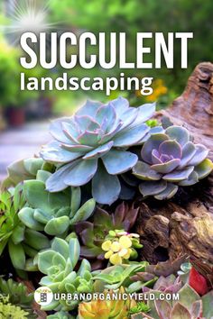 succulent landscaping with the words succulent landscaping overlayed by various succulents