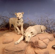 two white lions laying on top of a rock in the desert next to dry grass