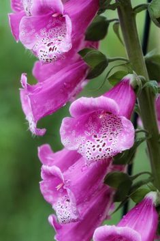 some pink flowers with water droplets on them