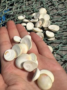 a hand is holding several clams on a fishing net