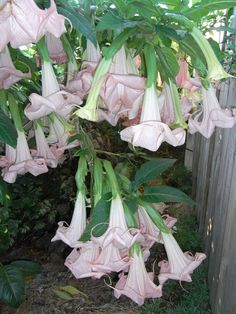 pink flowers are blooming on a tree in the yard, near a wooden fence