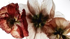 two red and white flowers on a white background