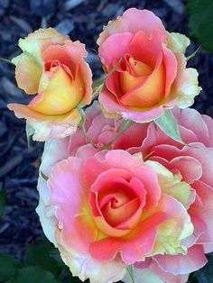 three pink and yellow roses blooming in the garden