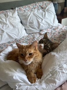 two cats laying on top of a bed with white sheets and pillows next to each other