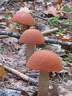 three mushrooms are sitting on the ground in the woods, one is orange and the other is brown