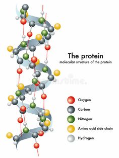 the structure of a protein, labeled in several different colors and sizes with names on each side