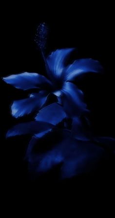 a blue flower on a black background