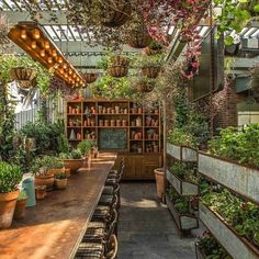 an indoor garden with potted plants and hanging lights