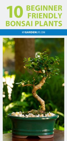 a bonsai tree in a pot with text overlay reading 10 beginner bonsai plants