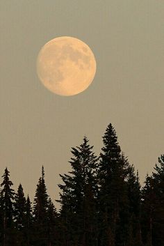 the full moon is seen over some trees