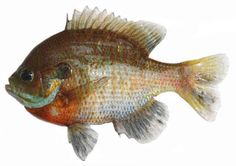 a close up of a fish on a white background